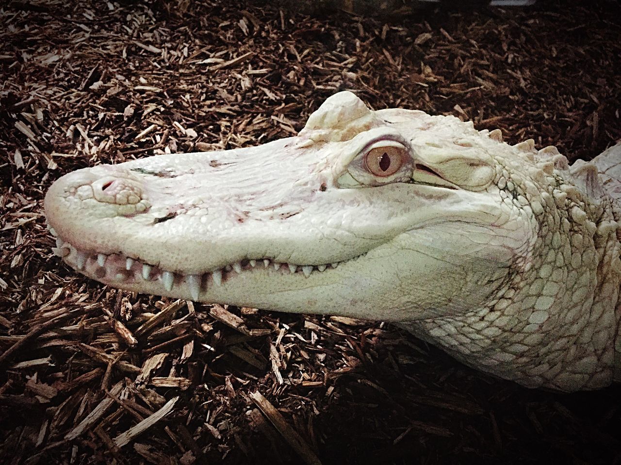 Alligator albinos