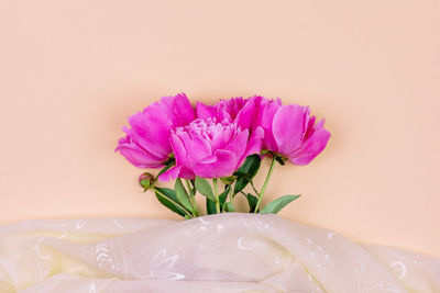 Close-up of pink flower against white background