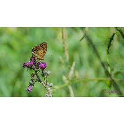 Close-up of butterfly on flower