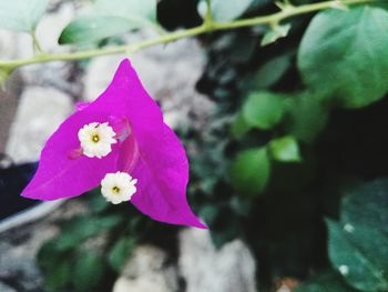 Close-up of pink flowers