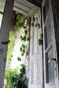 View of plants against the sky