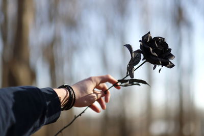 Cropped hand of person holding black rose