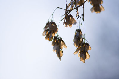 Close-up of bee hanging against sky