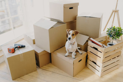 View of white dog in box
