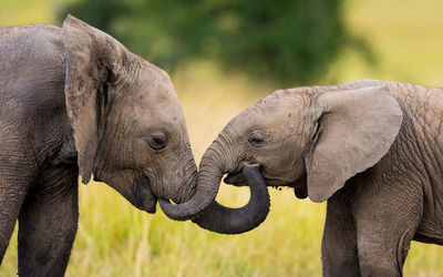 Elephant drinking water