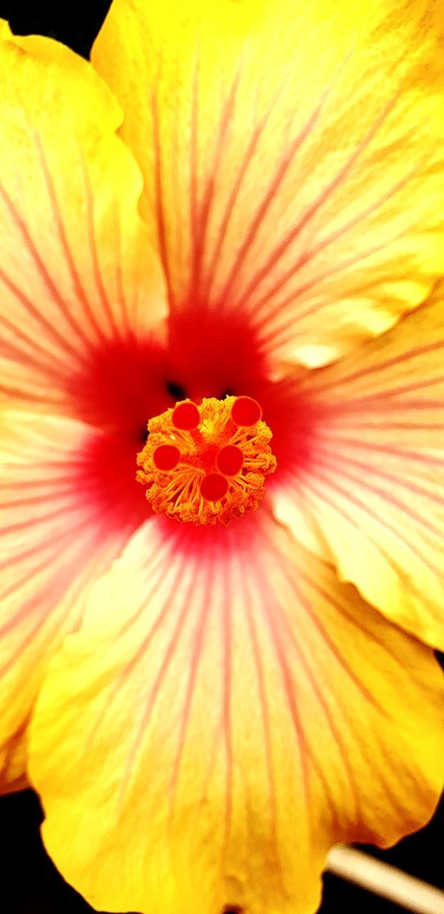 CLOSE-UP OF ORANGE HIBISCUS