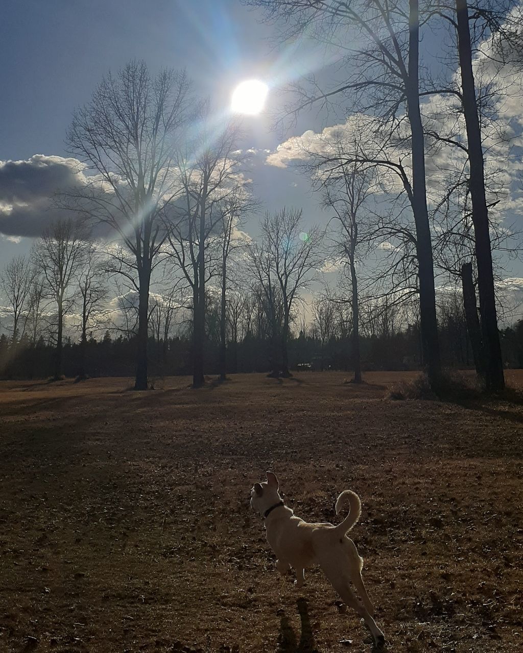 tree, morning, animal, animal themes, sky, nature, sunlight, dog, mammal, plant, no people, sun, bare tree, one animal, land, winter, environment, animal wildlife, landscape, domestic animals, sunbeam, wildlife, outdoors, rural area, field, beauty in nature, lens flare, carnivore, cloud, pet, canine