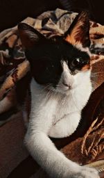 Close-up portrait of cat