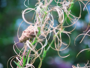 Close-up of wilted plant