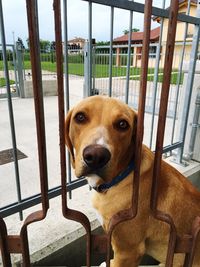 Portrait of dog on railing