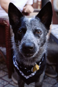 Close-up portrait of black dog