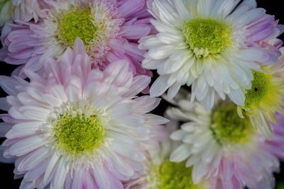 Close-up of pink flowers