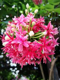 Close-up of pink flowers blooming outdoors