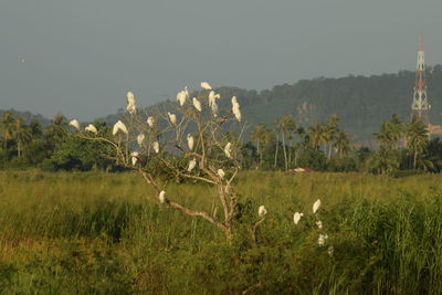 Plants growing on land against sky