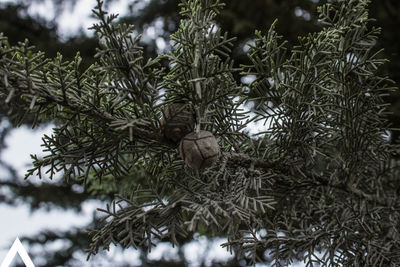 Pine cones on tree during winter