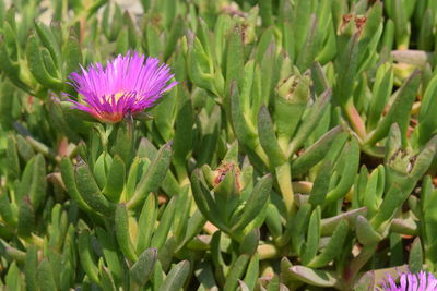 Close-up of pink flowering plant