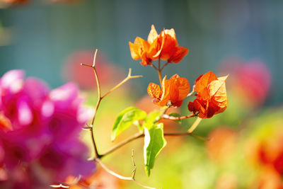 Colorful bougainvillea flowers at caudan,mauritius