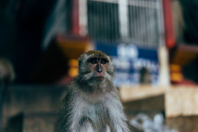 Portrait of monkey outdoors