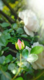 Close-up of flowers growing on plant