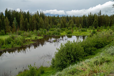 Scenic view of lake by trees in forest against sky