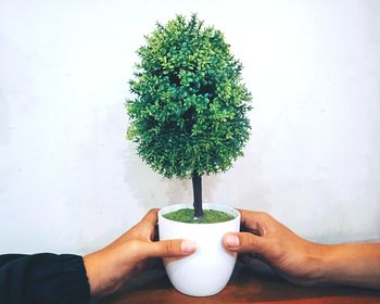 Midsection of person holding potted plant