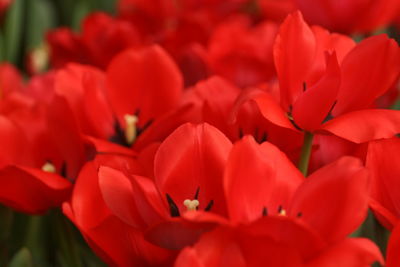 Close-up of red tulips