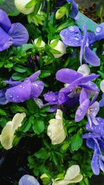 Close-up of purple flowers