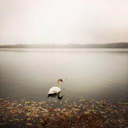 Swan in a lake