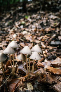 Close-up of mushrooms growing on field