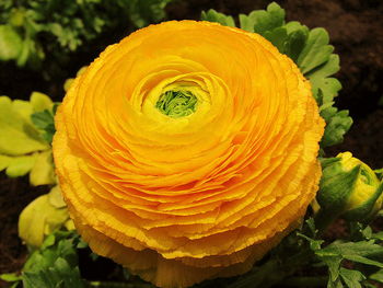 Close-up of yellow flower blooming outdoors