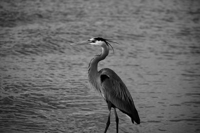 High angle view of gray heron on lake