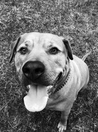 Close-up portrait of dog on field