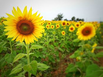 Close-up of sunflower on field