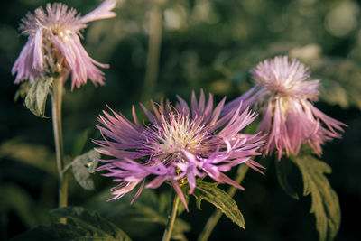 Close-up of thistle blooming outdoors
