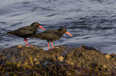 African black oystercatchers at a bay near lüderitz, a coastal town in namibia