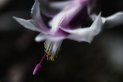 Close-up of flower against blurred background