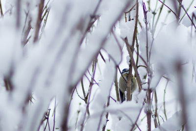 Close-up of snow on tree