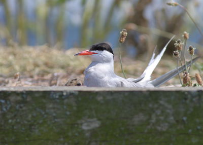 Close-up of bird perching on a land