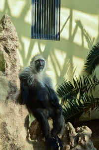 Monkey sitting on a tree