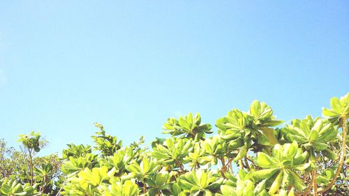 Low angle view of plants against clear blue sky
