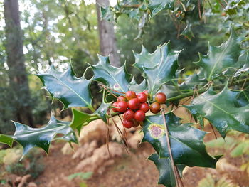 Close-up of berries growing on tree