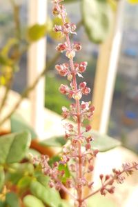 Close-up of flowers growing on tree