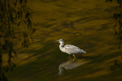 View of bird in lake