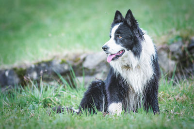 pet