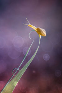 Close-up of yellow flowering plant