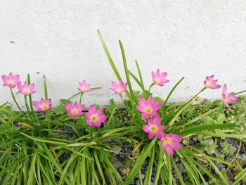 Close-up of pink flowering plant against wall