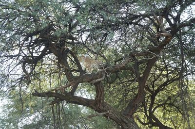 Low angle view of tree in forest