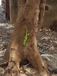 Close-up of lizard on plant