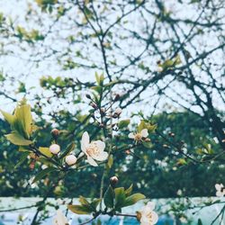 Low angle view of blooming tree against sky