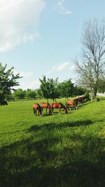 Cows grazing on grassy field